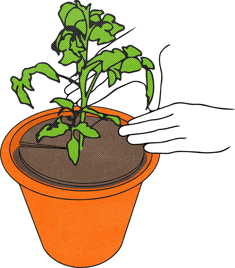 potted plant with biomat