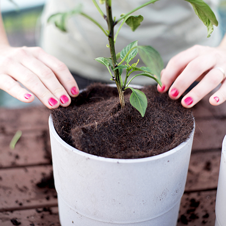 woman's hands using a Smart4Growing BioMat around a plant